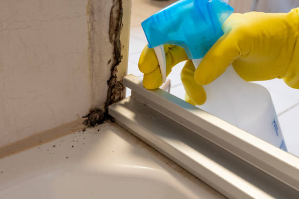 Best Commercial Mold Removal  in Lauderhill, FL