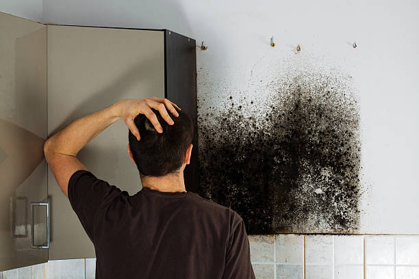 Mold Removal and Inspection in Lauderhill, FL